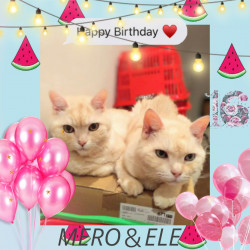 Mero＆Eleくん、Happy Birthday！💐🎉🎊🎂😉👏