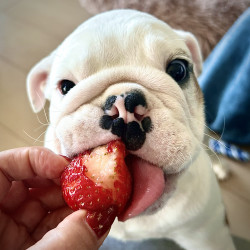イチゴ大好き