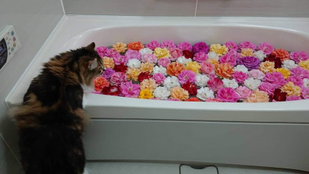 薔薇風呂の香りをチェックする係りの福ちゃんです。