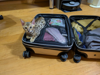 スーツケースにゃんこ