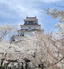 鶴ヶ城の桜🌸♪