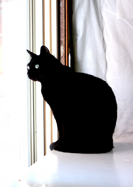 黒猫cooさんのブログ 目がある黒猫シルエット みんなのペットコミュニティ ミテミテ