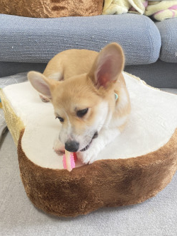 食パンの上に乗る食パン犬
