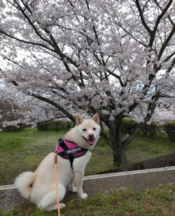 亀井武志ブリーダーからお迎えした柴犬：桜ちゃん