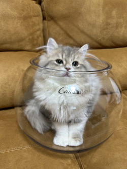 猫鉢ララちゃん