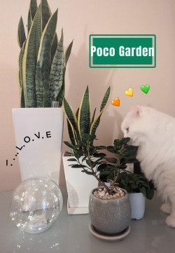 Poco Garden