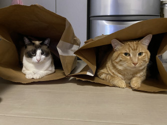 Amazonから商品が届いたら紙袋はネコ様に献上しましょう