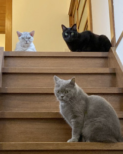 猫ちゃんサミット、階段