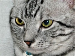 猫の目について の詳細 みんなのペットコミュニティ ミテミテ