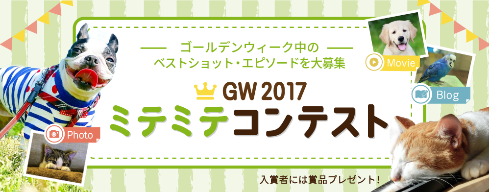 GWミテミテコンテスト 2017